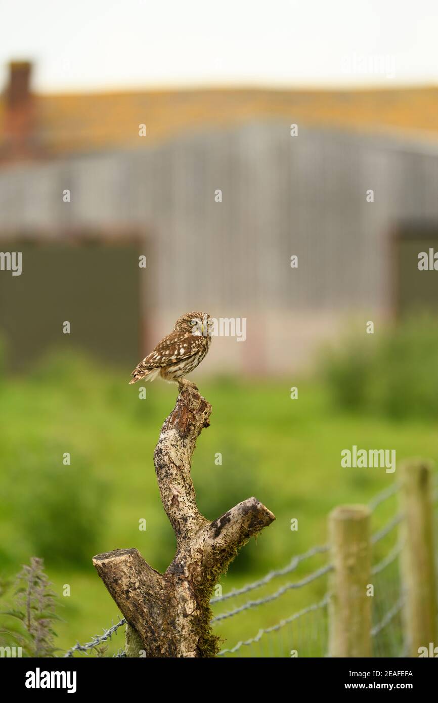 Kleine Eule (Athene noctua) Erwachsene auf Baumstumpf in Farm, Wales, Juni Stockfoto