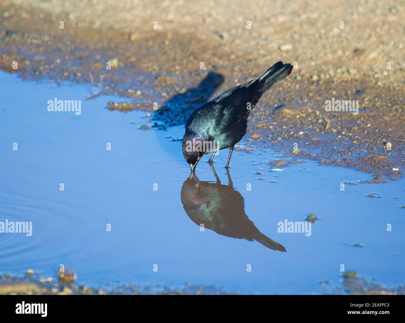 Brewer's Blackbird Male Reflection Stockfoto