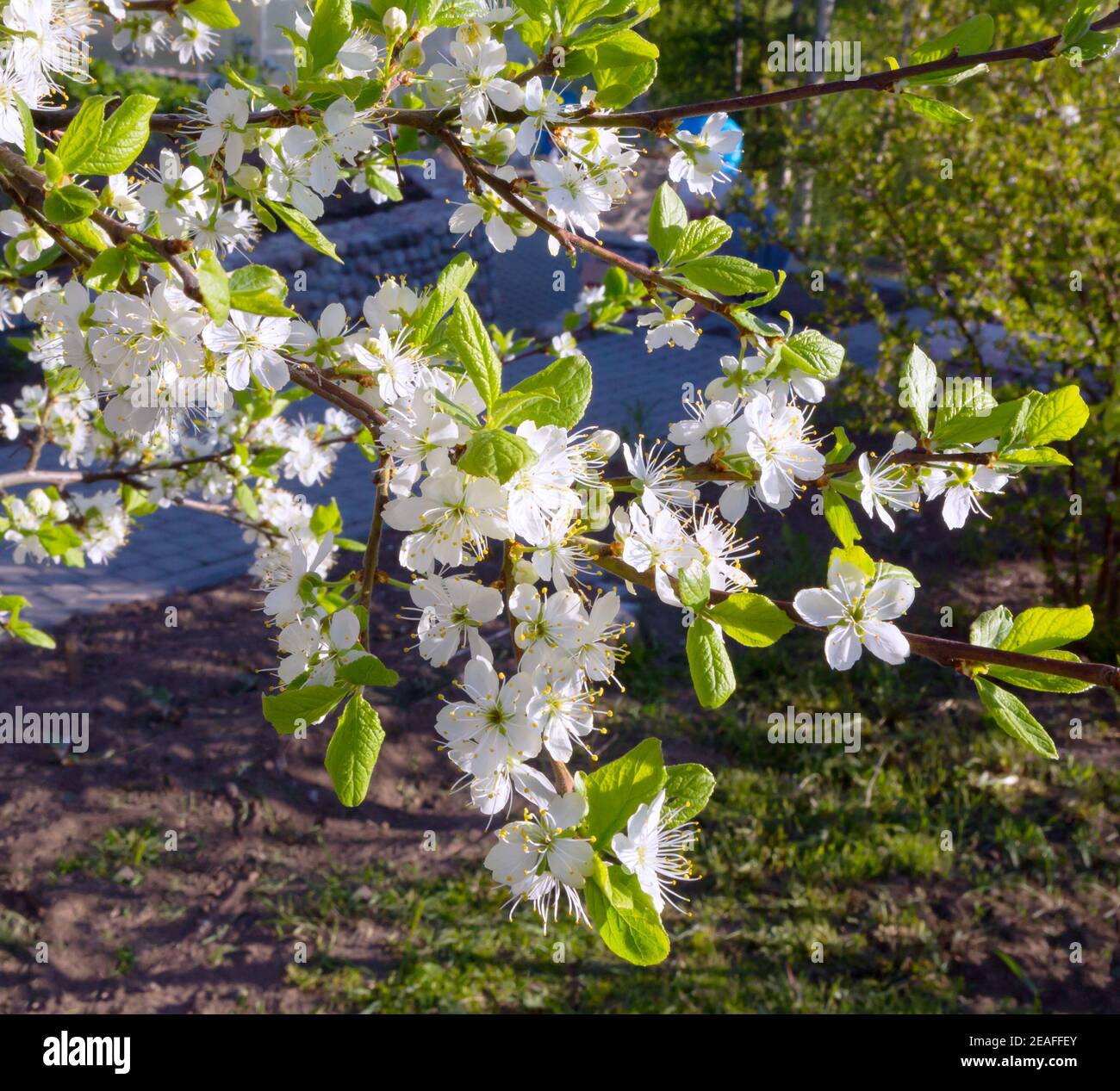 Blühende Astpflaume im Frühling. Blühender Pflaumenbaum. Pflaumenzweig mit weißen Blüten im Garten. Stockfoto