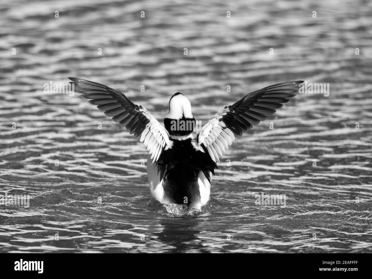 Bufflehead Male Flatternde Flügel Stockfoto