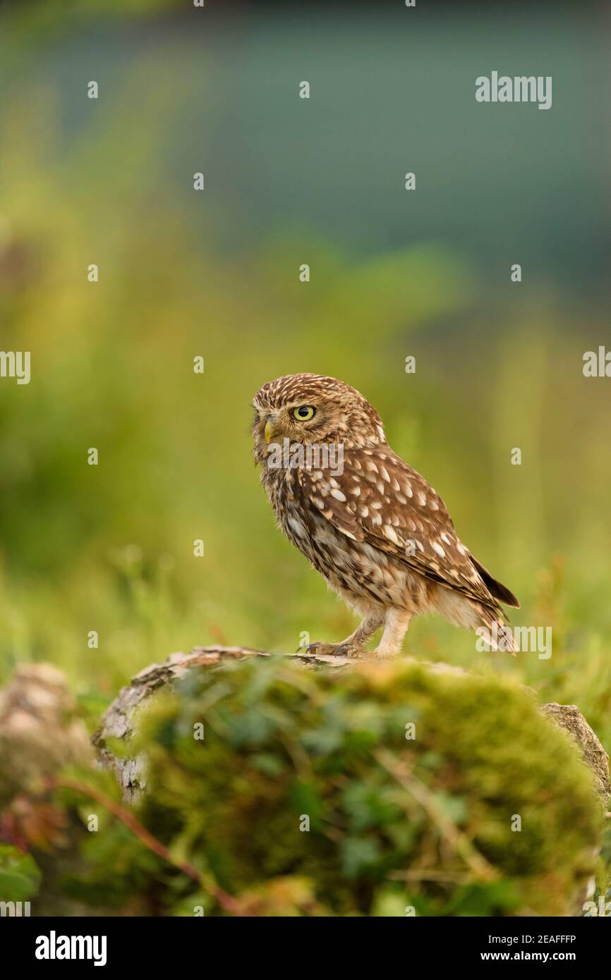 Kleine Eule (Athene noctua) Erwachsener auf Baumstumpf in Ackerland, Wales, Juni Stockfoto