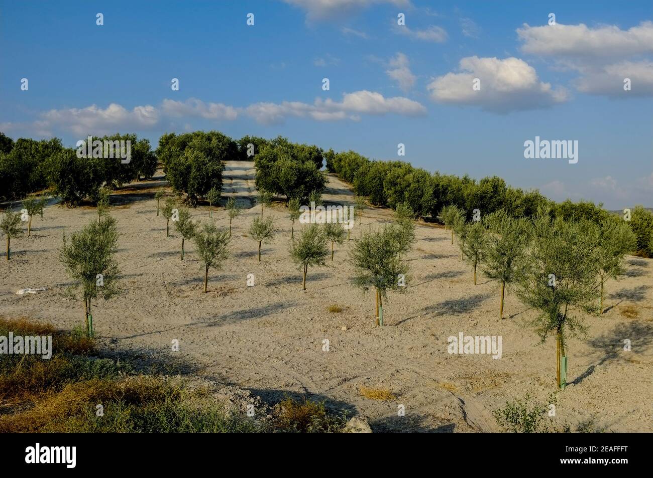 Kleine Plantage von Olivenbaumsetzeln auf dem Land, das einem lokalen Dorfbewohner gehört. Carcabuey, Sierras Subbeticas, Provinz Cordoba, Andalusien, Spanien Stockfoto