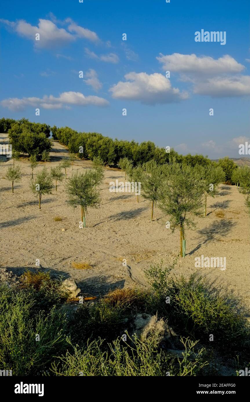 Kleine Plantage von Olivenbaum-Setzlingen von einem lokalen Dorfbewohner. Carcabuey, Sierras Subbeticas, Provinz Cordoba, Andalusien, Spanien. Stockfoto