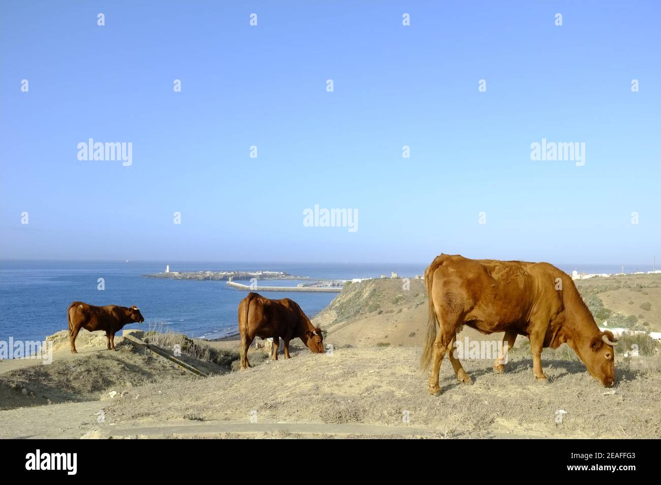 Wilde Viehweiden auf einem hohen Punkt über dem Hafen von Tarifa, Tarifa, Provinz Cadiz, Andalusien, Spanien Stockfoto