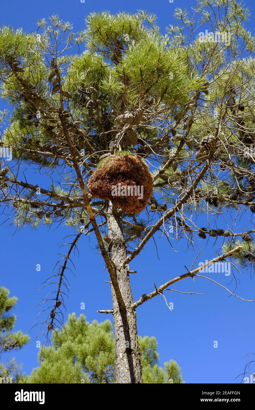 Hexen Broom wächst auf mediterranen Pinien. Sierras de las Nieves, Provinz Malaga, Andalusien, Spanien Stockfoto