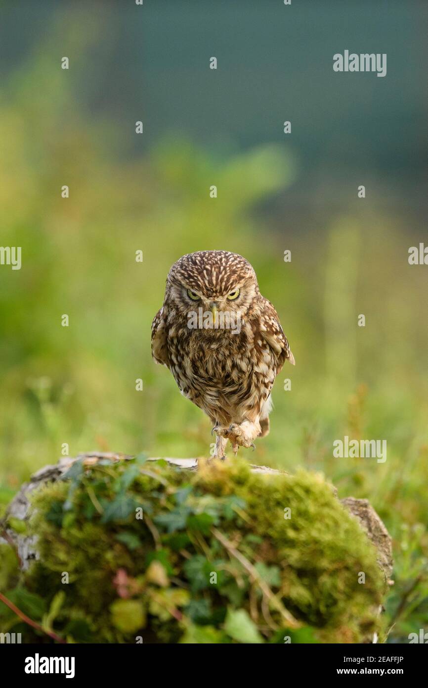 Kleine Eule (Athene noctua) Erwachsene, die über Baumstumpf in Ackerland, Wales, Juni Stockfoto