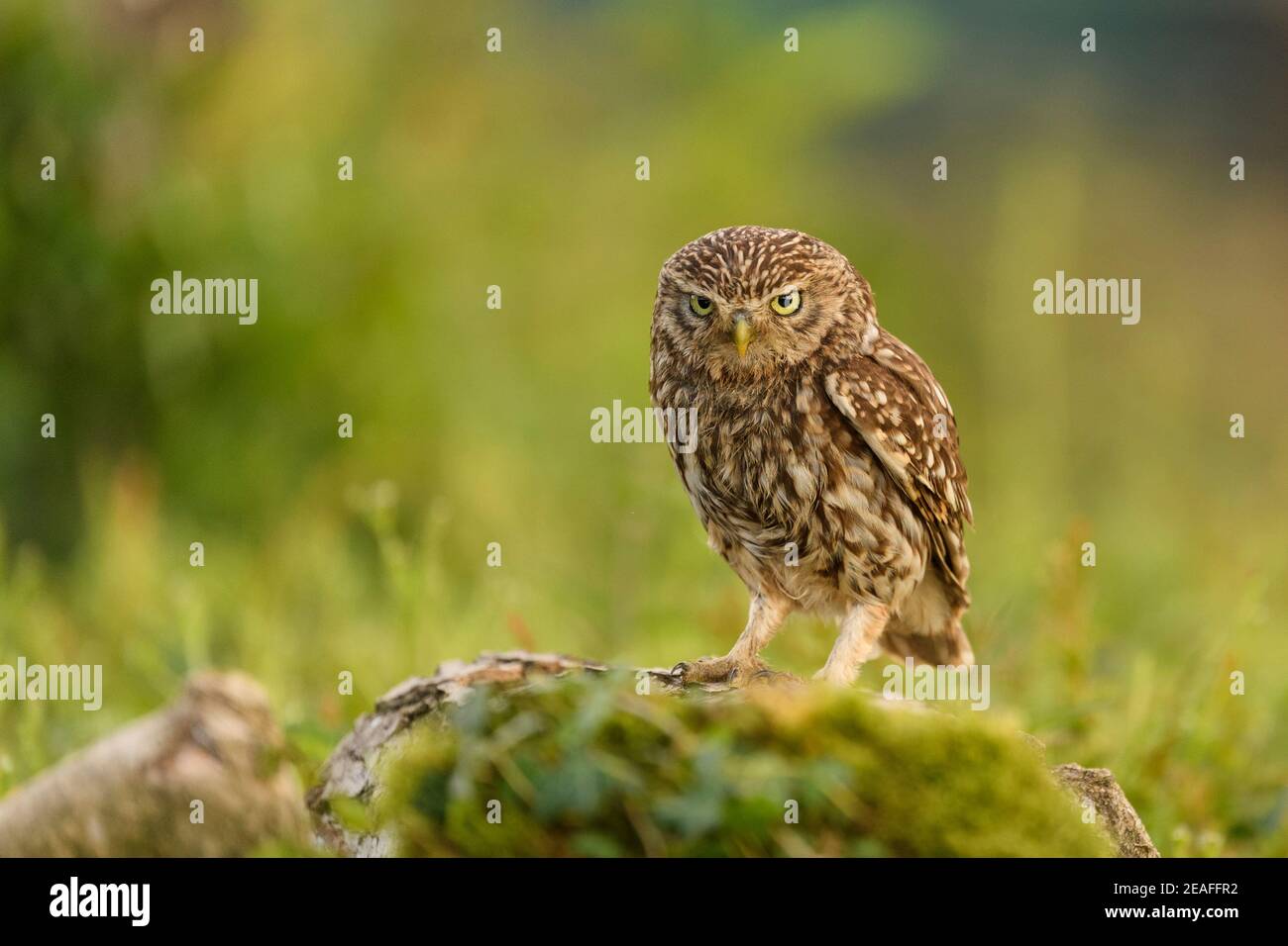 Kleine Eule (Athene noctua) Erwachsener auf Baumstumpf in Ackerland, Wales, Juni Stockfoto