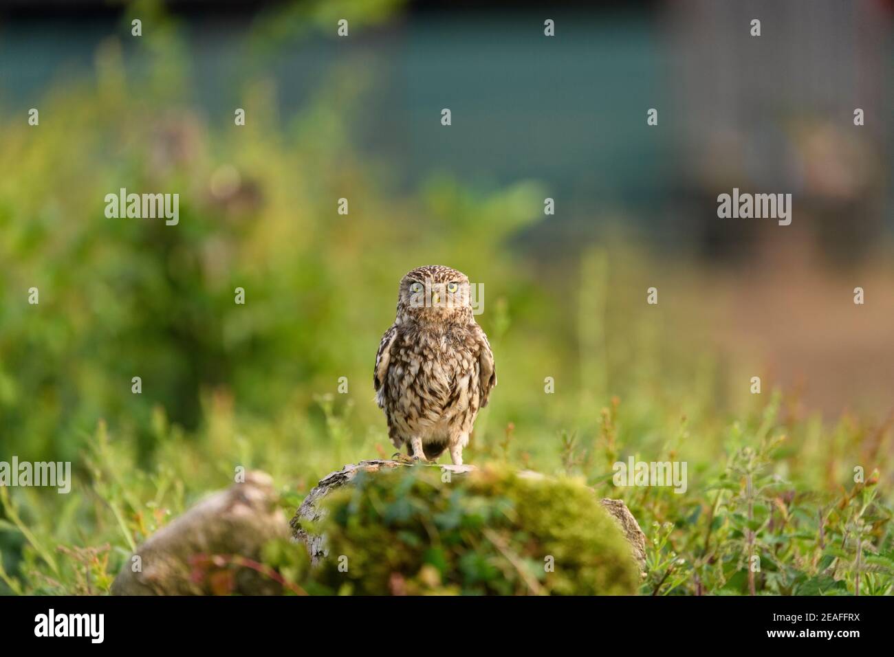 Kleine Eule (Athene noctua) Erwachsene auf Baumstumpf im Hof, Wales, Juni Stockfoto