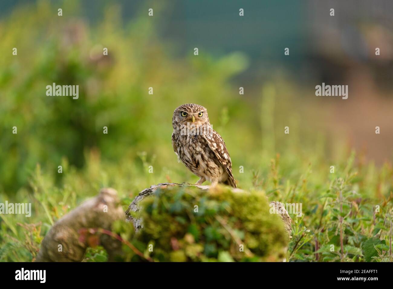 Kleine Eule (Athene noctua) Erwachsene auf Baumstumpf im Hof, Wales, Juni Stockfoto