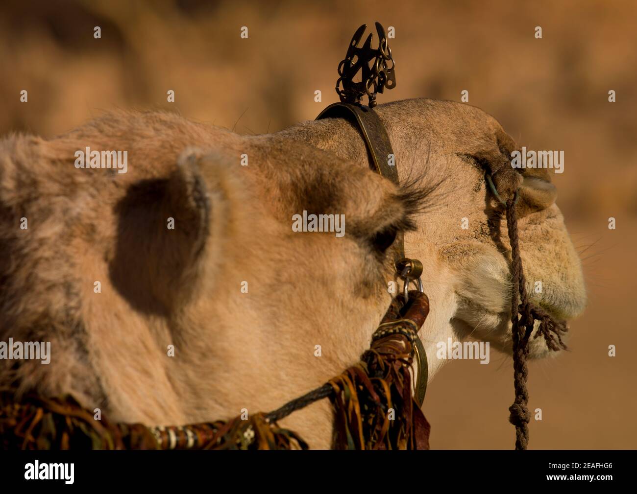 Kamelkopf mit Dekoration, Tripolitanien, Ghadames, Libyen Stockfoto
