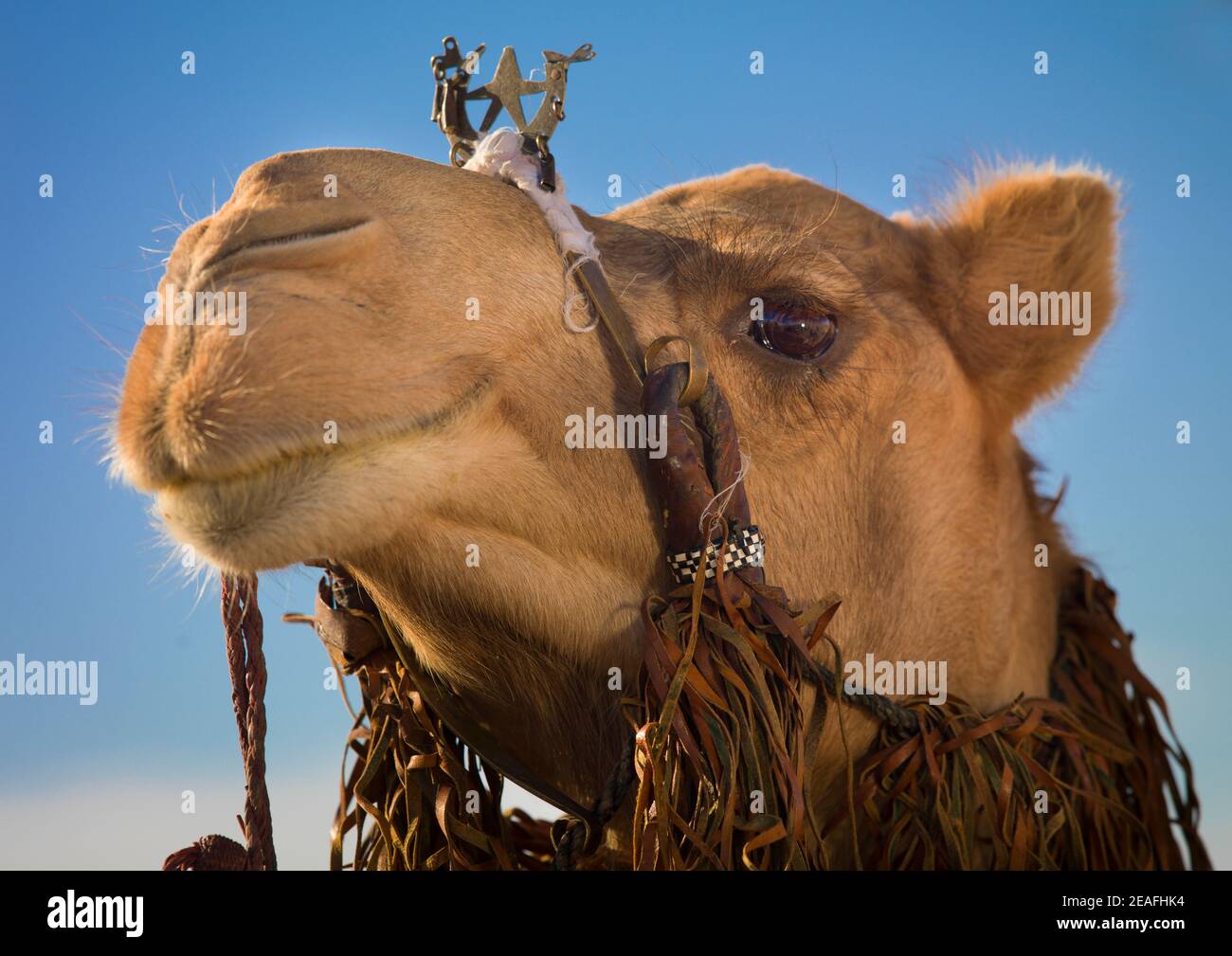 Kamelkopf mit Dekoration, Tripolitanien, Ghadames, Libyen Stockfoto