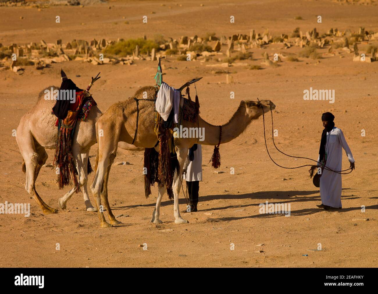 Kamele auf dem Friedhof, Tripolitanien, Ghadames, Libyen Stockfoto
