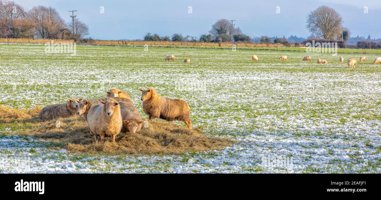 Gruppe von Schafen, die Heu auf den Cotswolds im Winterschnee essen, England, Vereinigtes Königreich Stockfoto
