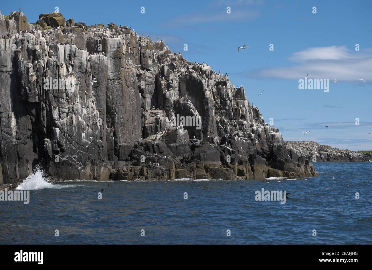 Guillemots (Uria aalge) und Kittiwakes (Rissa tridactyla) brüten auf Meeresklippen. Stockfoto