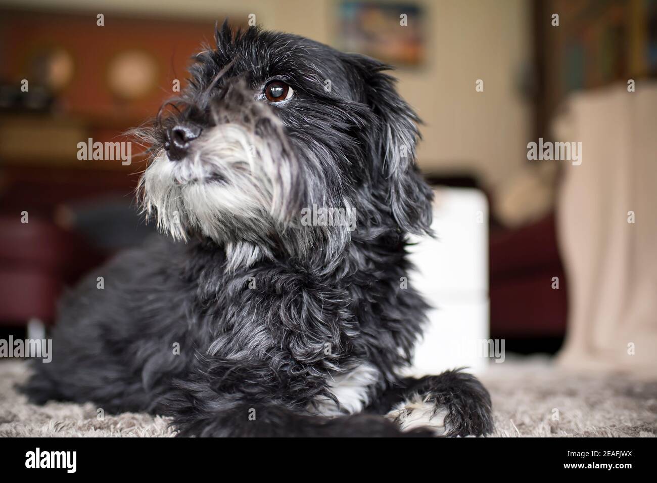 Eine schwarz-weiße Tibetische Terrier-Hündin liegt elegant auf dem Teppich. Hund hat ein schönes Zuhause und fühlt sich wohl. Stockfoto