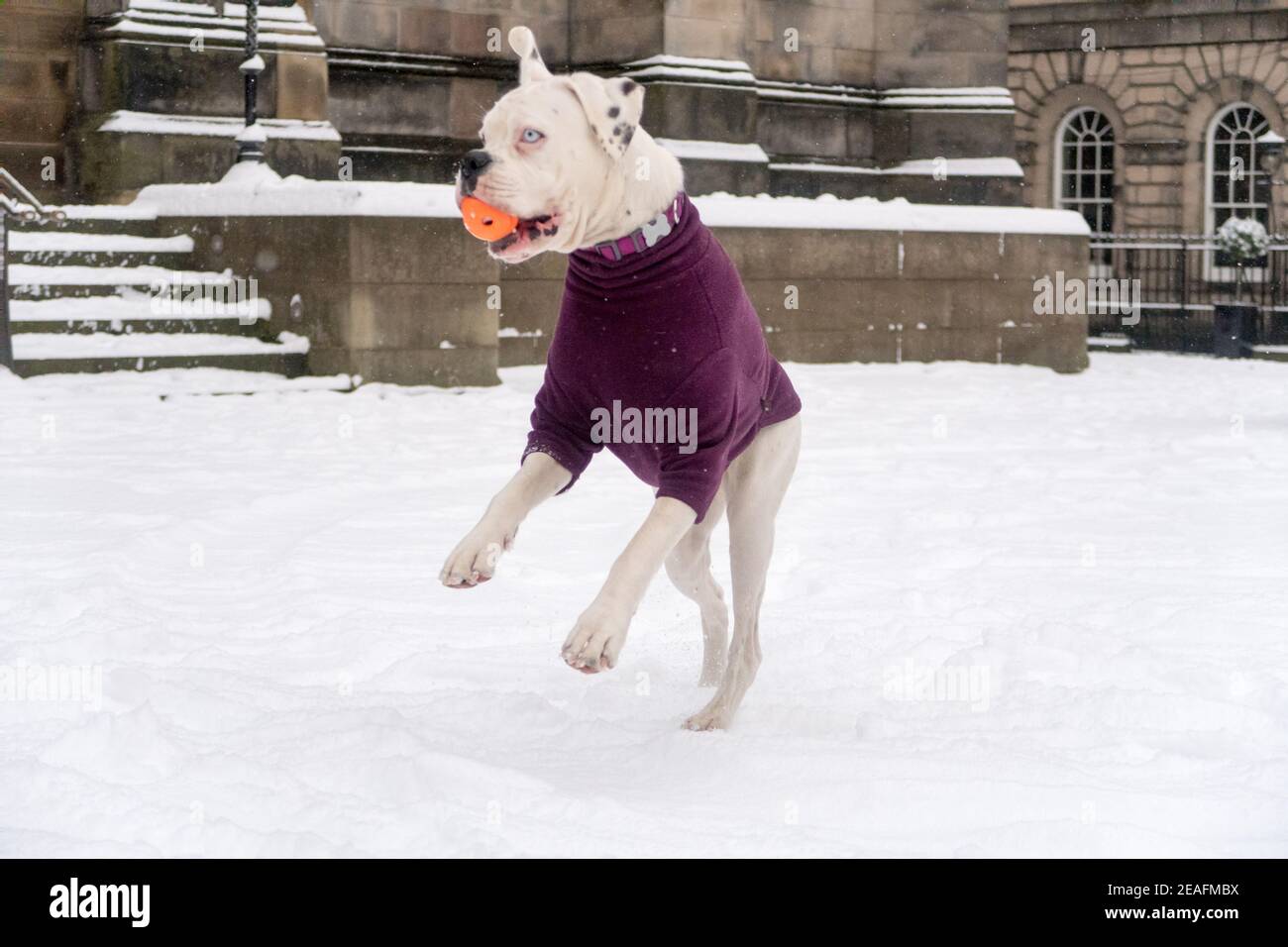 Ein Hund trägt einen Jumper springt, um einen zu fangen Ball im Schnee Stockfoto