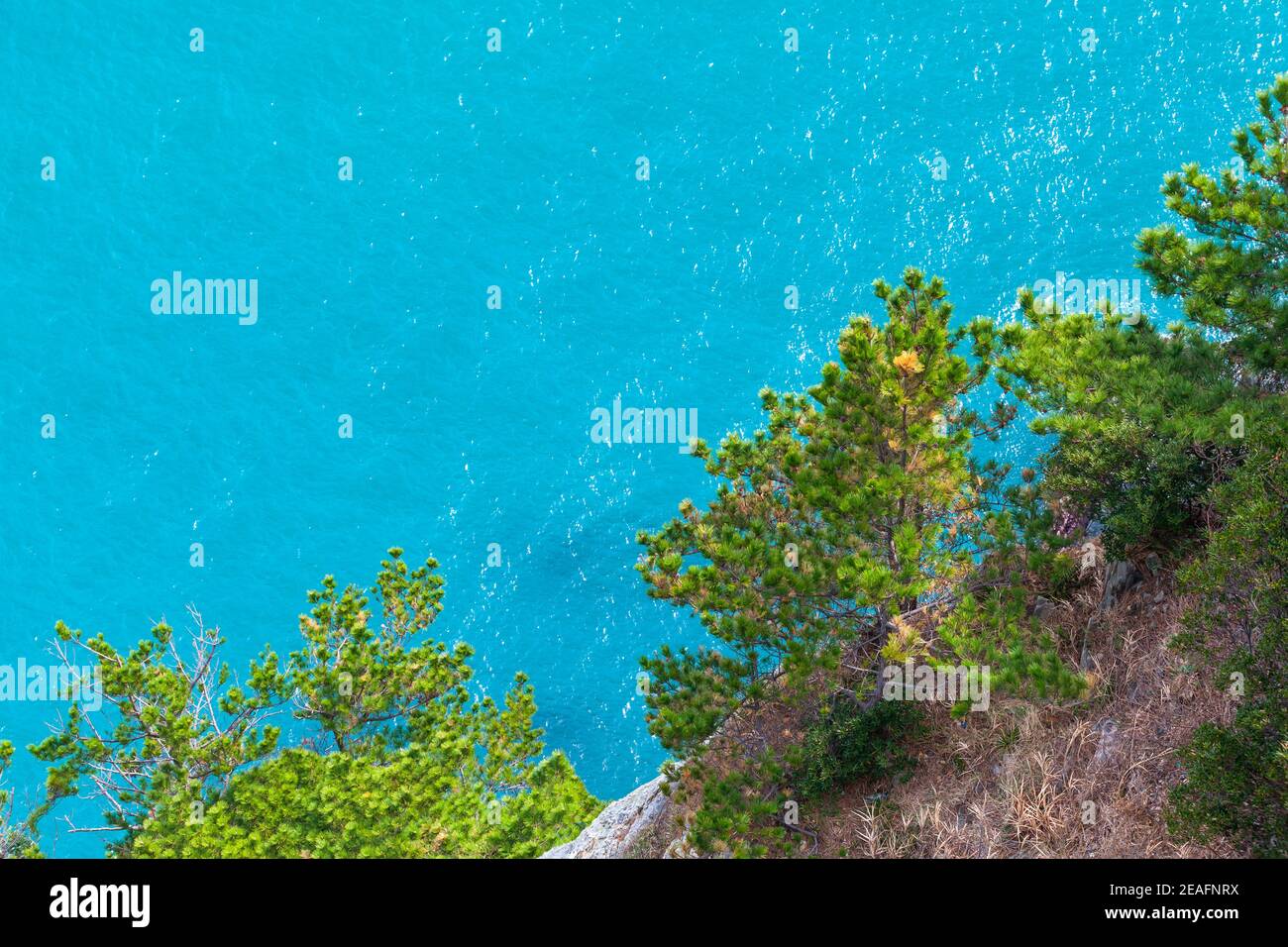 Küstenlandschaft mit Pinien auf felsigen Hang. Busan, Südkorea Stockfoto