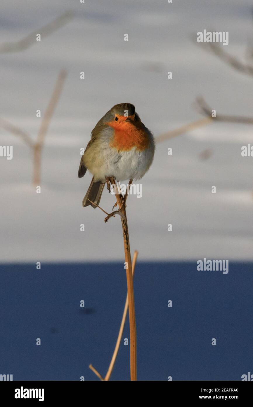 Duelmen, NRW, Deutschland. Februar 2021. Ein kleiner Rotkehlchen (Erithacus rubecula) erwärmt sich, indem er im Sonnenschein auf einem Grashalm balanciert, während der Boden nach Schneestürmen und eisigen Temperaturen in Nordrhein-Westfalen in den letzten Tagen noch gefroren und schneebedeckt ist. Kredit: Imageplotter/Alamy Live Nachrichten Stockfoto