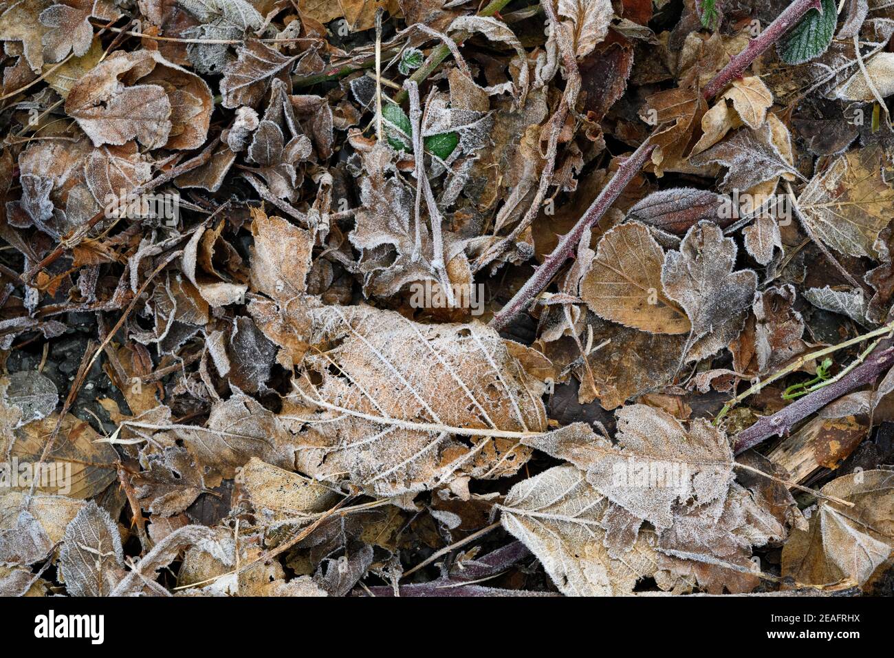 Frostige braune, tote Blätter auf dem Boden Stockfoto