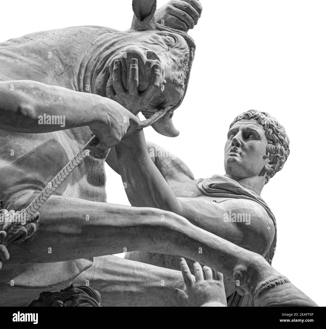 Herkules kämpft gegen den kretischen Stier oder die Statue des gottes Mithras, der einen Stier tötet. Steinskulptur isoliert auf weißem Hintergrund Stockfoto