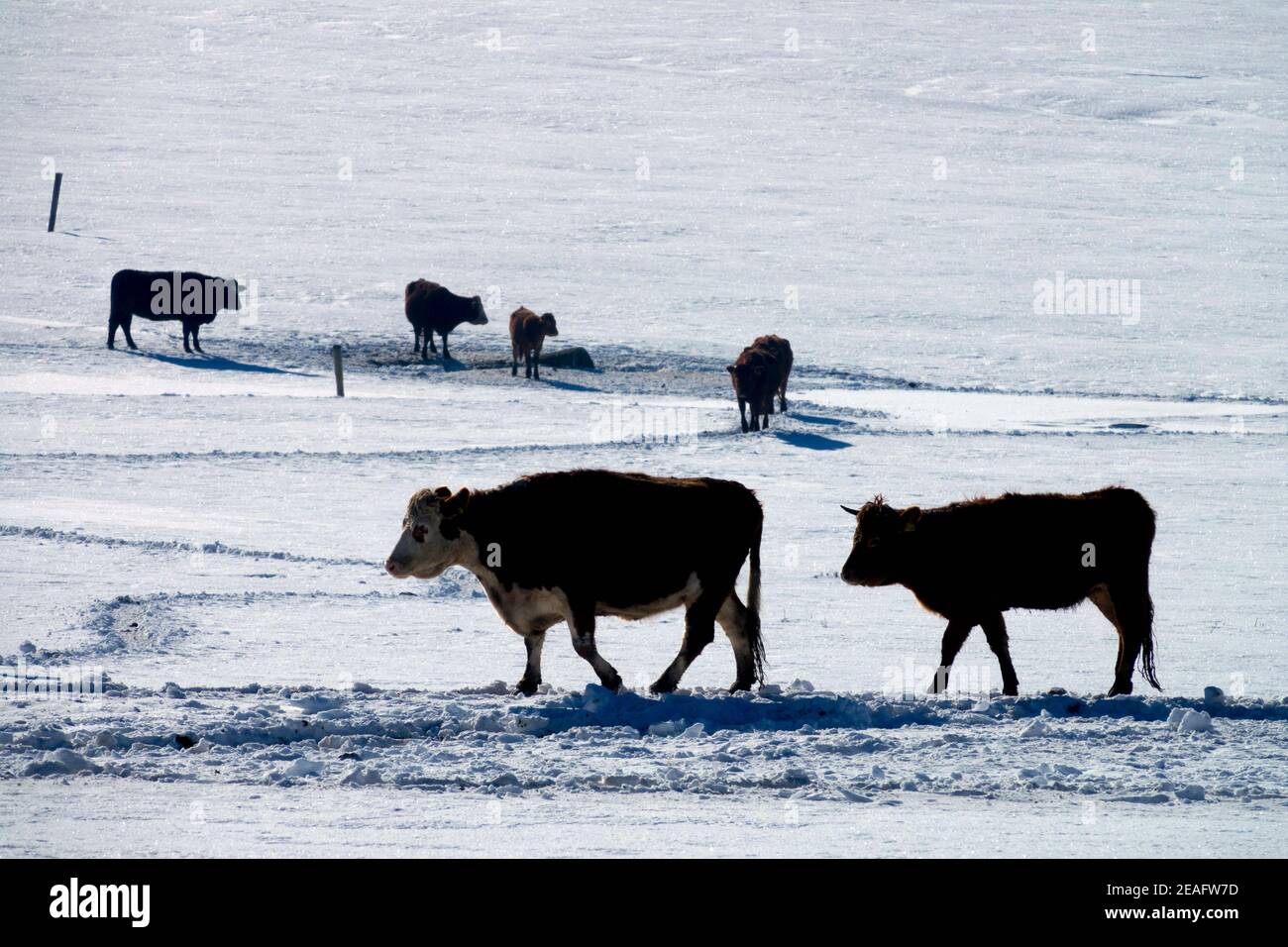Kühe befahren schneebedeckte Weiden, Nutztiere im Winter Stockfoto