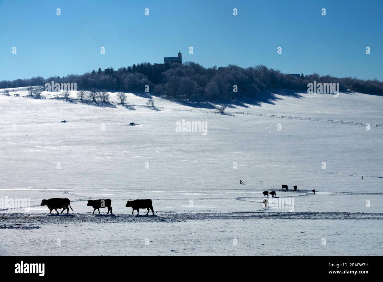Kühe Winter schneebedeckte Weide Krusne Hory Schnee ländliche Landschaft Stockfoto