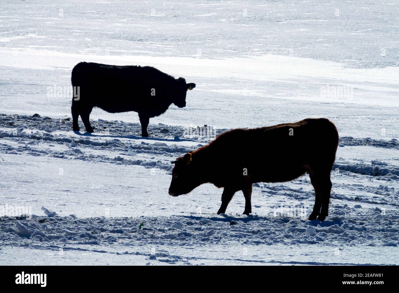 Zwei Kühe stehen auf einem Winterfeld auf einer verschneiten Farm, zwei Kühe auf einer Weide Stockfoto