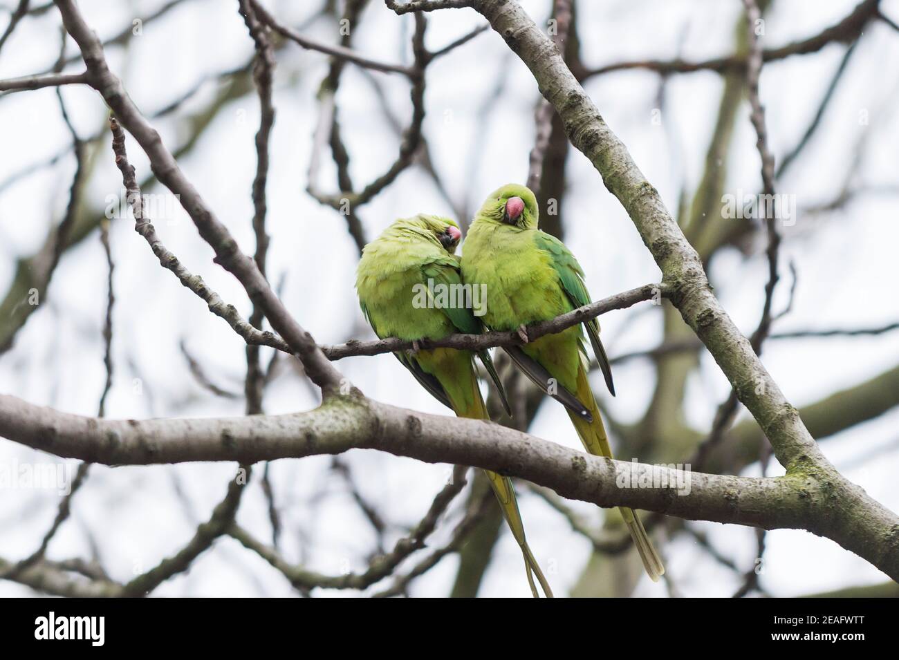 London, Großbritannien. 9. Februar 2021. UK Wetter: Ein Paar Ringhals-Sittich (Psittacula krameri manillensis) zittert im St James's Park während leichter Schneeverwehungen, da das kalte Wetter durch Sturm Darcy weiter anhält. Kredit: Stephen Chung / Alamy Live Nachrichten Stockfoto