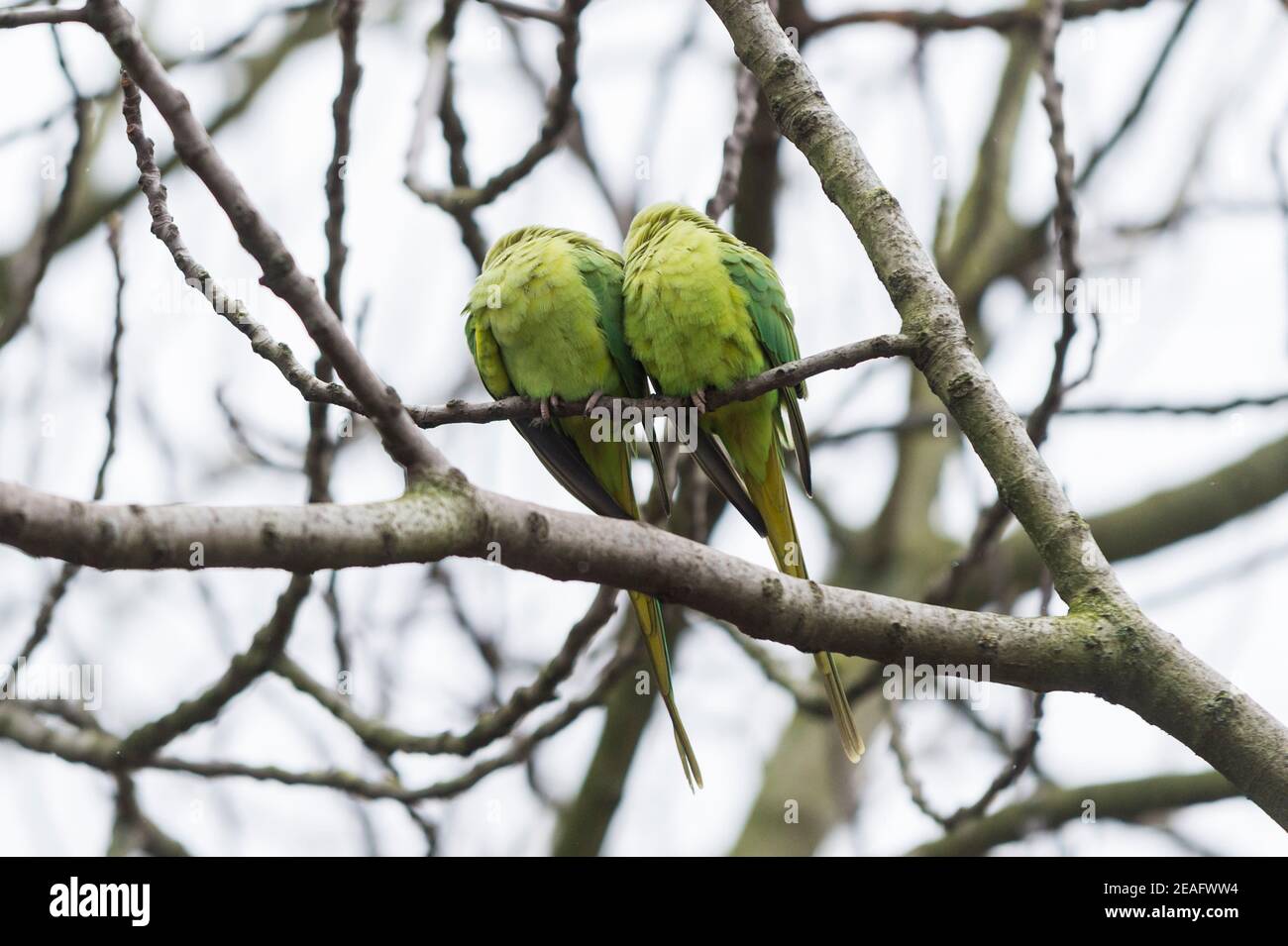 London, Großbritannien. 9. Februar 2021. UK Wetter: Ein Paar Ringhals-Sittich (Psittacula krameri manillensis) zittert im St James's Park während leichter Schneeverwehungen, da das kalte Wetter durch Sturm Darcy weiter anhält. Kredit: Stephen Chung / Alamy Live Nachrichten Stockfoto