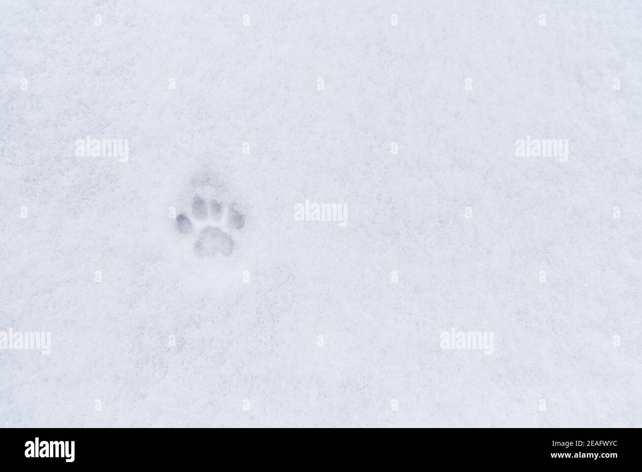 Fußabdruck einer Hauskatze im Schnee mit Kopie Platz Stockfoto