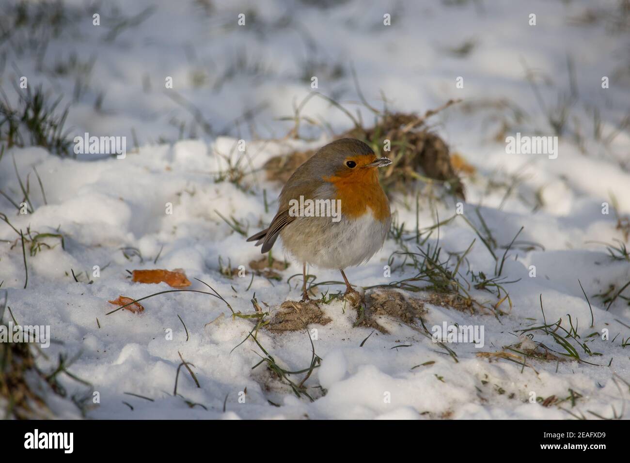 Robin schaut im Winter in die Kamera. Es gibt Schnee herum. Das Bild wurde in einem Park aufgenommen. Stockfoto