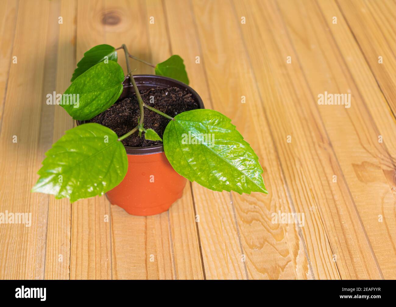 Wie Hibiskus durch Stecklinge schneiden Konzept - tropische Pflanzen zu  Hause wachsen Stockfotografie - Alamy