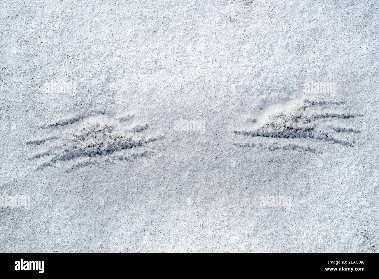 Abdrücke von Flügelspitzen / Flügelspitzen des abfliegendes Vogels Im Schnee im Winter Stockfoto
