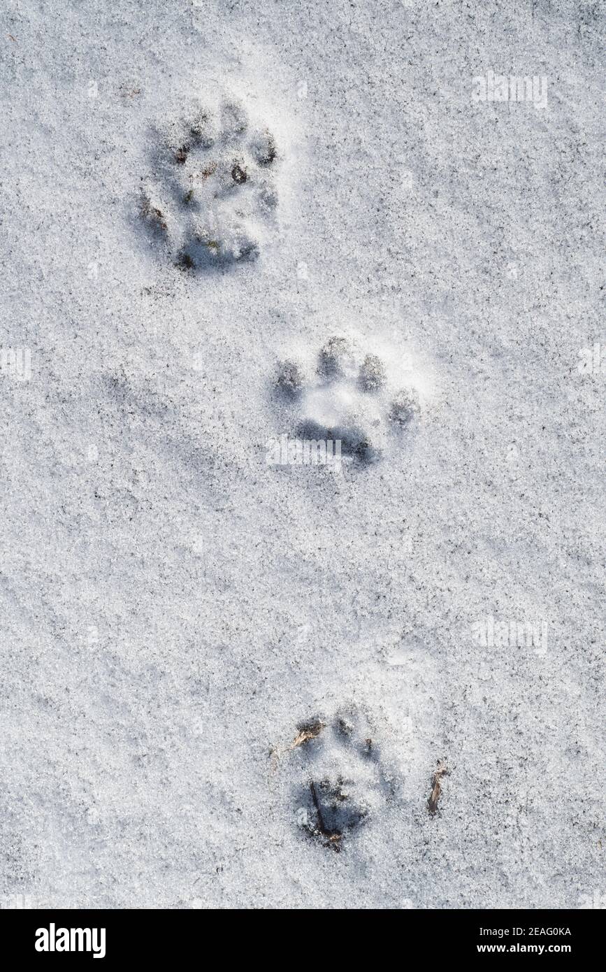 Nahaufnahme der Fußabdrücke, die Fußballen von stoat/short-tailed zeigen Wiesel / Ermine (Mustela erminea) im Schnee im Winter Stockfoto