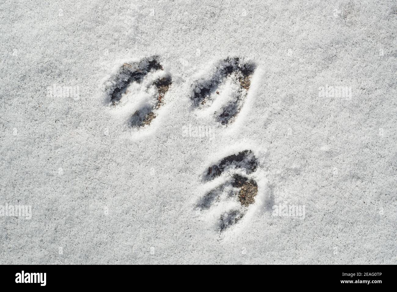 Nahaufnahme der Fußabdrücke / Hufabdrücke von Rehen (Capreolus capreolus) im Schnee im Winter Stockfoto