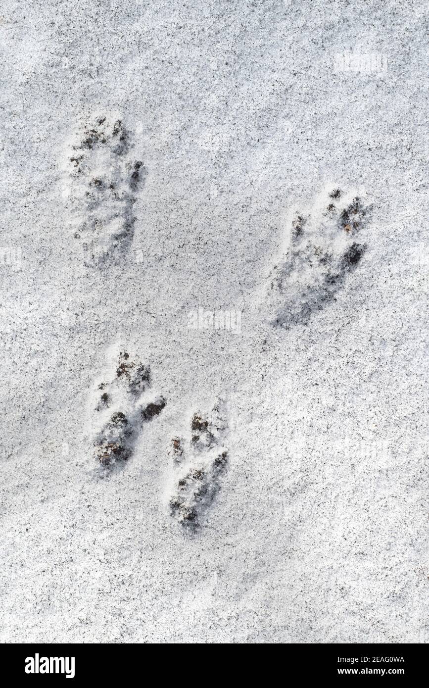 Nahaufnahme der Fußabdrücke mit Fußballen vom roten Eichhörnchen (Sciurus vulgaris) im Schnee im Winter Stockfoto