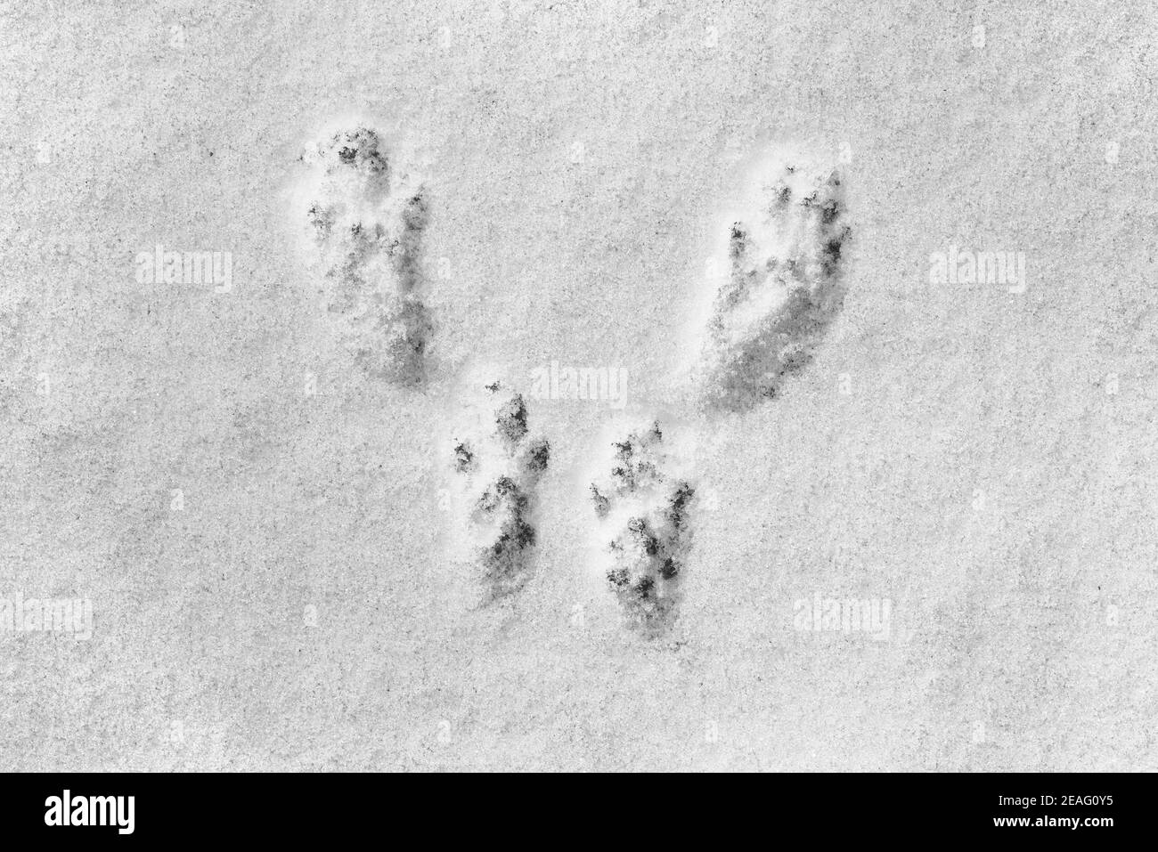 Nahaufnahme der Fußabdrücke mit Fußballen vom roten Eichhörnchen (Sciurus vulgaris) im Schnee im Winter Stockfoto