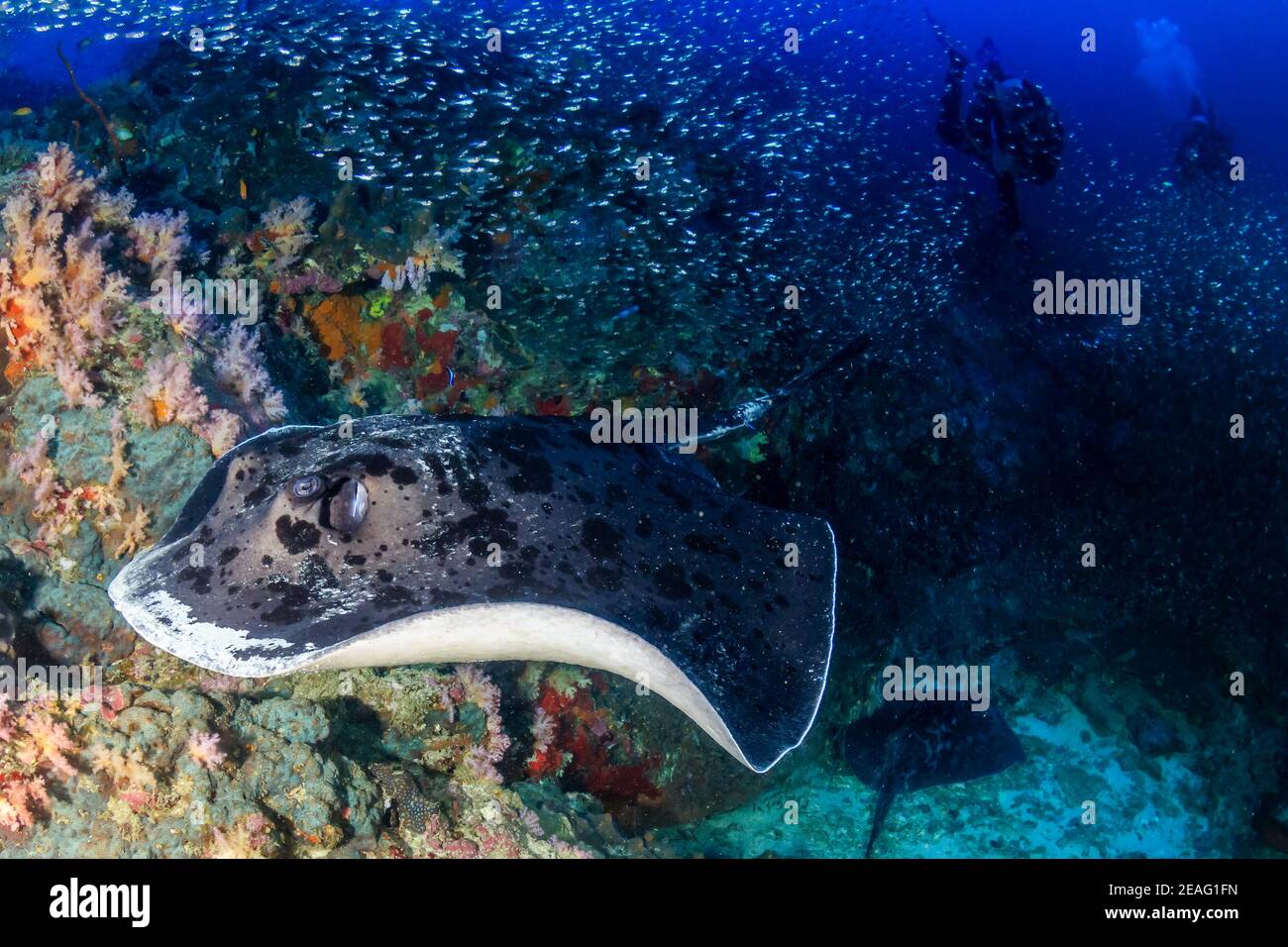 Riesige Marble Ray auf einem tropischen Korallenriff mit Hintergrund TAUCHER. Stockfoto