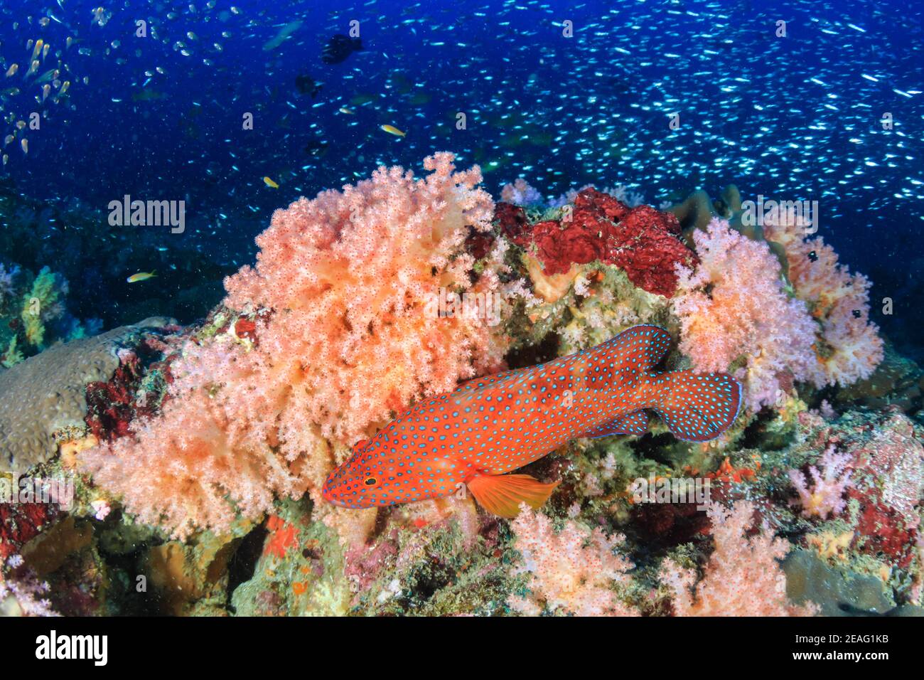 Farbenfrohe Korallengruppe auf einem Korallenriff im Mergui Archipel (Myanmar). Stockfoto