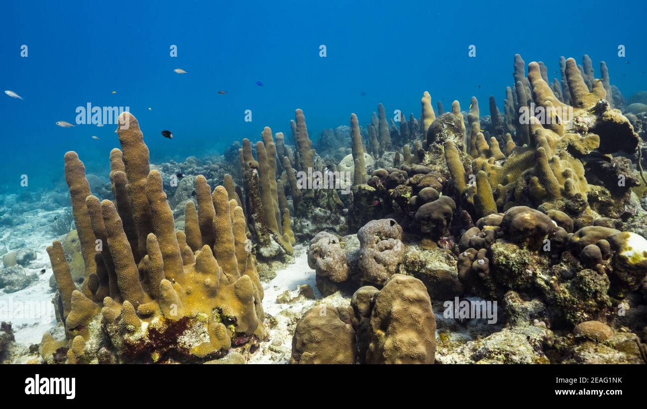 Seascape in seichtem Wasser von Korallenriff in der Karibik, Curacao mit Feld von Pillar Coral, Fisch, Schwamm und Blick an die Oberfläche Stockfoto