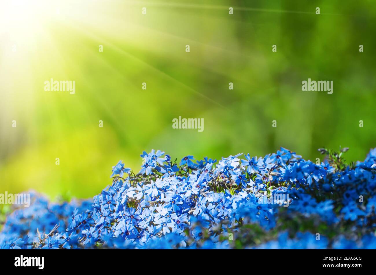 Frühlingsblumen blaue Blumen in den Hügeln des Waldparks. Stockfoto