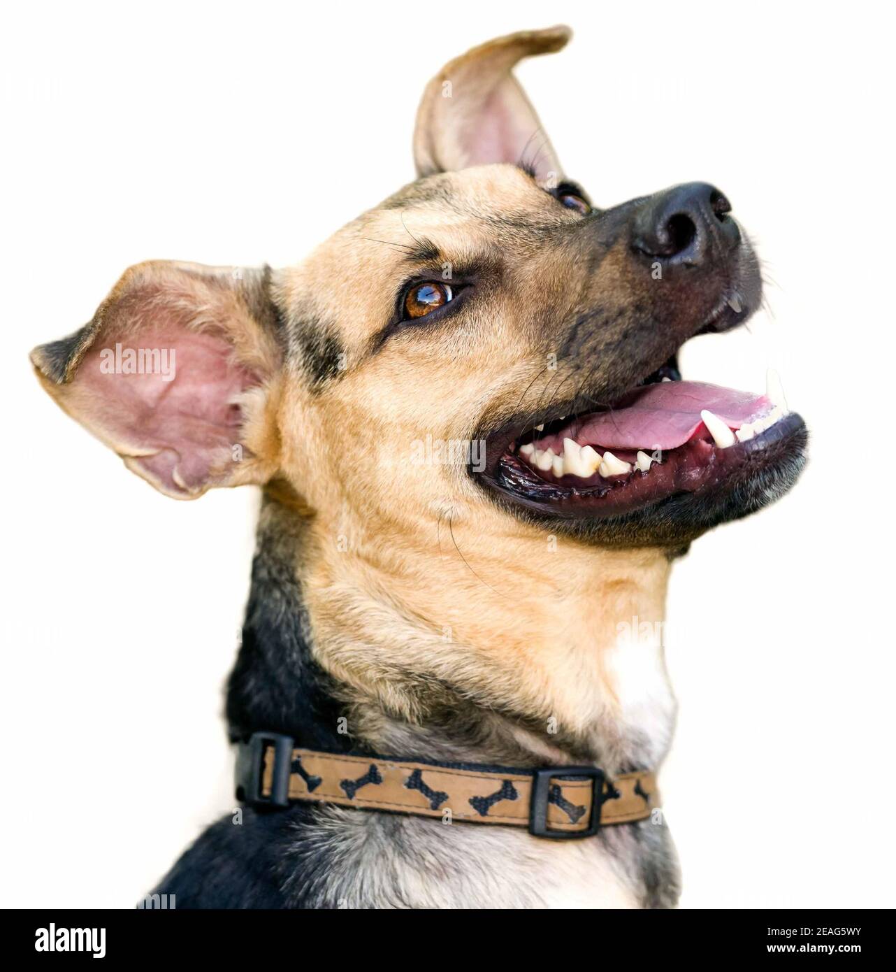 Ein deutscher Schäferhund erscheint glücklich und lachend isoliert Weiß Stockfoto