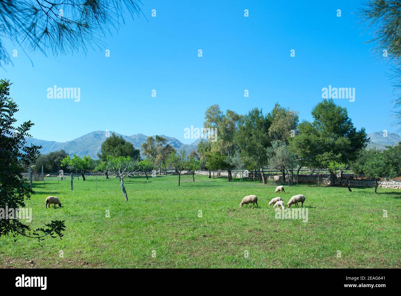 Schafe weiden in Feld, Pollenca, Mallorca, Baleares, Spanien Stockfoto