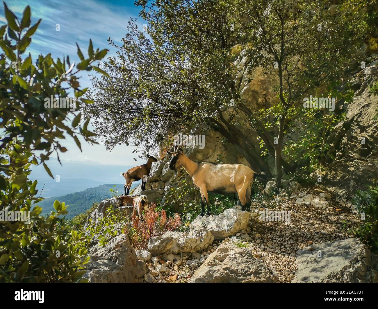 Ziegen in freier Wildbahn auf dem Berg Sainte-Victoire im Süden Frankreich Stockfoto