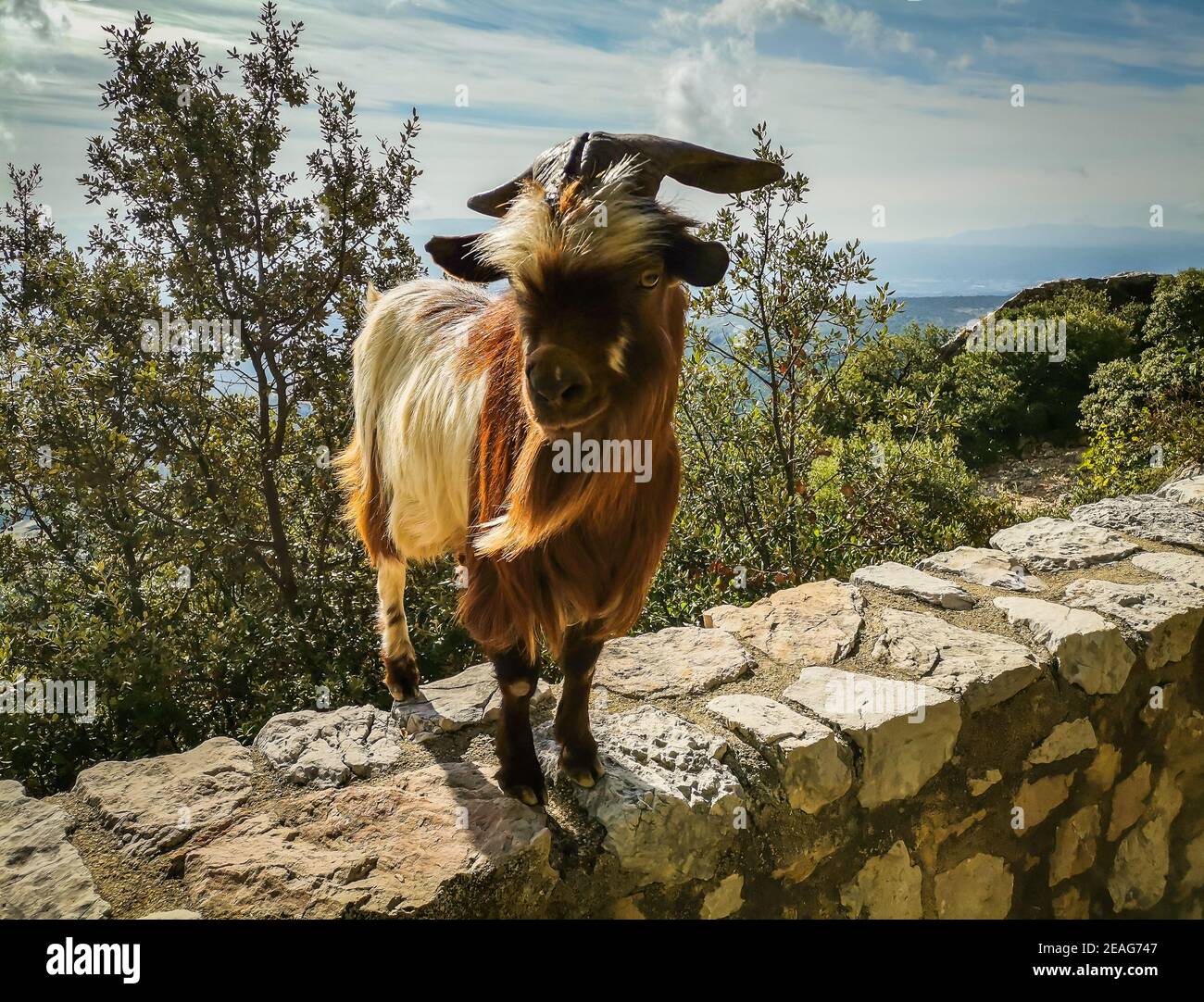 Nahaufnahme eines einzelnen Billy Goat auf der Sainte-Victoire Berg in Südfrankreich Stockfoto