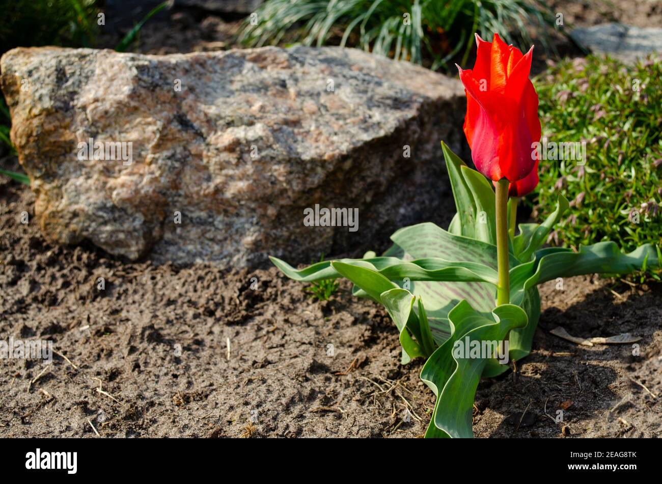 Eine leuchtend rote Tulpenblume ist eine Passionsblume. Die rote Tulpe symbolisiert starke, selbstlose, wahre Liebe. Blume im Garten auf dem Boden auf Stein backgroun Stockfoto