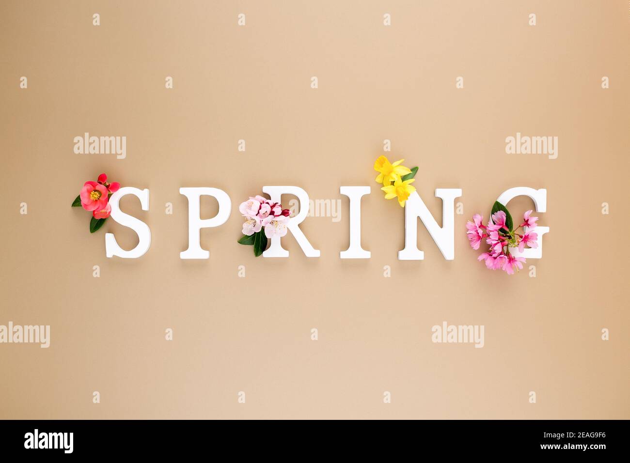 Weiße Holzbuchstaben bilden eine Frühlingsanordnung aus frischen Frühlingsblumen auf einem Champagner-Hintergrund. Minimalkonzept. Flach liegend Stockfoto