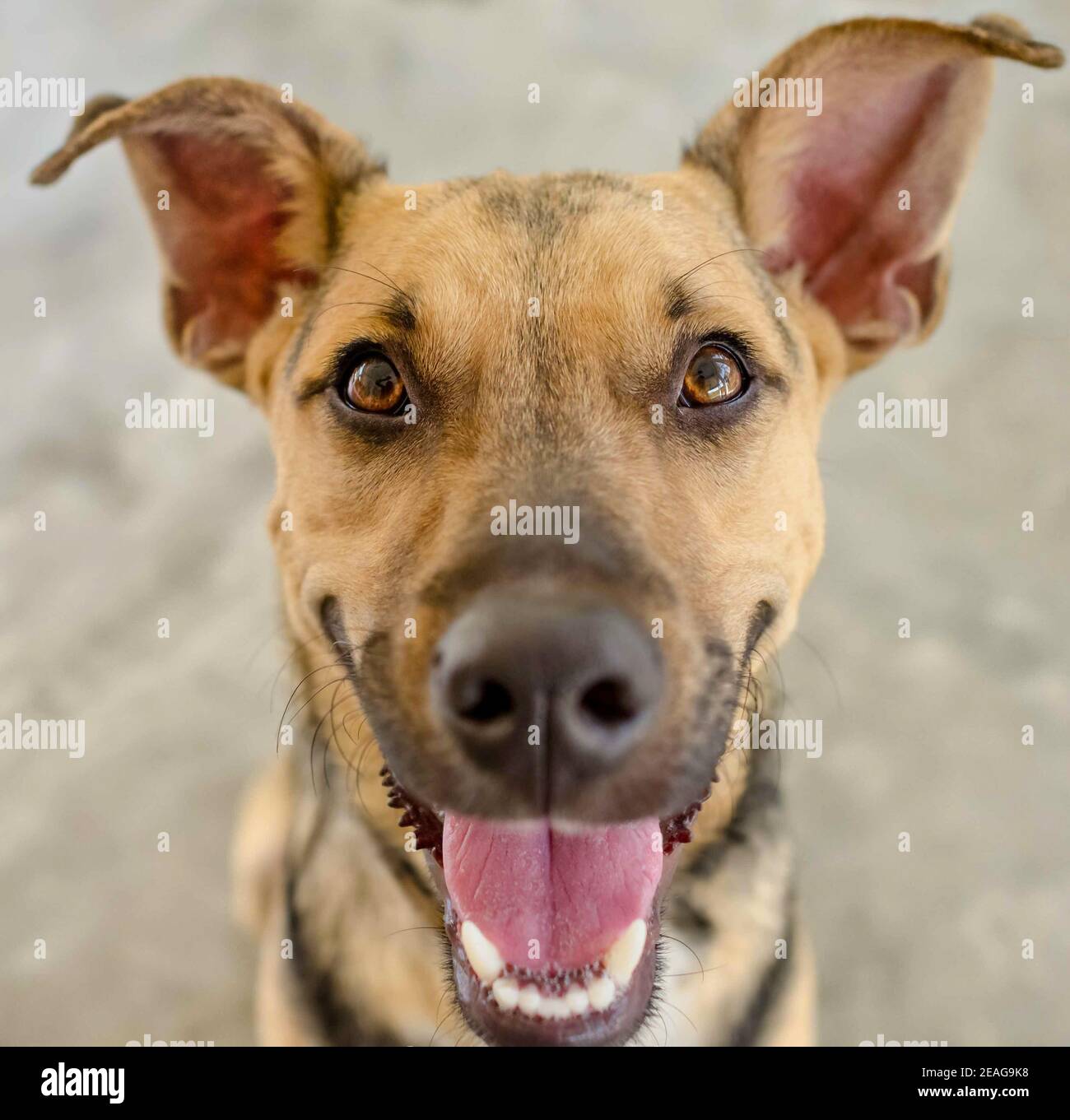 Ein lustiger deutscher Schäferhund mit weit geöffnetem Mund Ist aufgeregt und glücklich Stockfoto