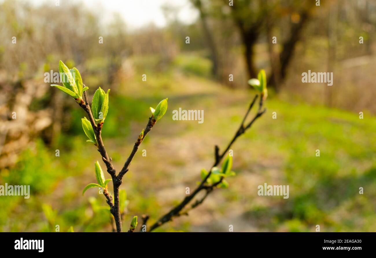 Der erste Frühling sanfte Blätter, Knospen und Zweige Makro Hintergrund, junge Zweige mit Blättern und Knospen, zuerst sprießen auf Baum Ast. Stockfoto