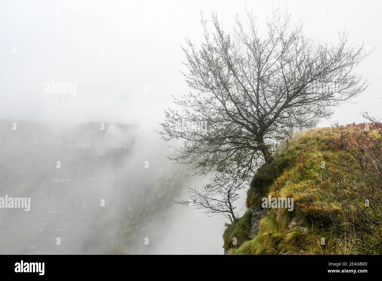 Buche, die an einer felsigen Klippe auf dem Berg Santiago hängt, mit Nebel im Hintergrund Stockfoto